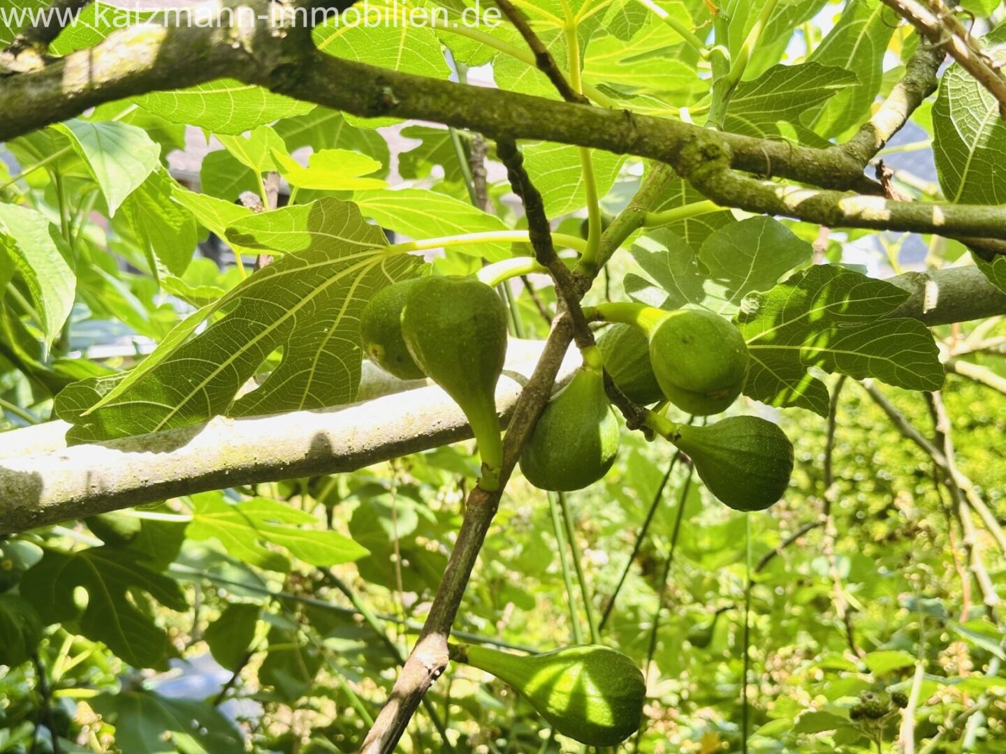 Feigenfrüchte aus dem Garten